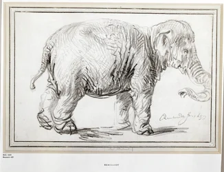 Elefant. Svart kritt (svart kritt)