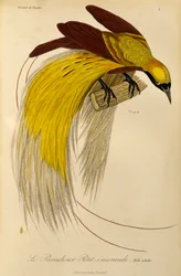 Voksen hann av Lesser Bird-of-Paradise (Paradisaea minor), gravering fra Natural History of Birds of Paradise og Epimagues