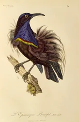 Voksen hann av Paradise Riflebird (Ptiloris paradiseus), gravering fra Natural History of Birds of Paradise og Epimagues