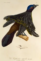Voksen hann av Superb Bird-of-Paradise (Lophorina superba), gravering fra Natural History of Birds of Paradise og Epimagues