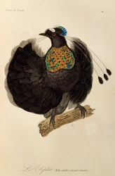 Voksen hann av Western Parotia (Parotia sefilata), gravering fra Natural History of Birds of Paradise og Epimagues