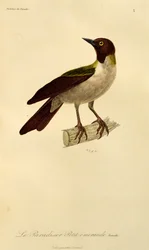 Kvinne av Lesser Bird-of-Paradise (Paradisaea minor), gravering fra Natural History of Birds of Paradise og Epimagues