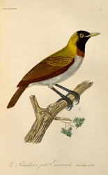 Juvenil hann av Lesser Bird-of-Paradise (Paradisaea minor), gravering fra Natural History of Birds of Paradise og Epimagues