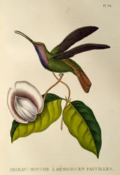 Lazulin Sabrewing (Campylopterus falcatus), gravering fra trochilidene eller kolibrier og kolibrier