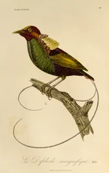 Hann av den storslåtte paradisfuglen (Cicinnurus magnificus), gravering fra Natural History of Birds of Paradise og Epimagues