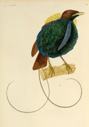 Hann av den storslåtte paradisfuglen (Cicinnurus magnificus), gravering fra Natural History of Birds of Paradise og Epimagues