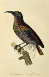 Paradise Riflebird ung hann (Ptiloris paradiseus), gravering fra Natural History of Birds of Paradise og Epimagues