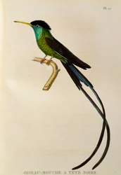 Rødnebbet vimpelhalekolibri (Trochilus polytmus), stikk fra Les trochilidées ou les colibris et les oiseaux-mouches
