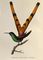 Rødhalet kometkolibri (Sappho sparganurus), stikk fra Les trochilidées ou les colibris et les oiseaux-mouches