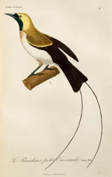 Ung hann av Lesser Bird-of-Paradise (Paradisaea minor), gravering fra Natural History of Birds of Paradise og Epimagues