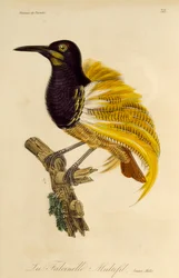 Ung hann av tolvtrådede paradisfugl (Seleucidis melanoleuca), gravering fra Natural History of Birds of Paradise og Epimagues
