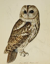 Brun ugle (Strix Ulula)
