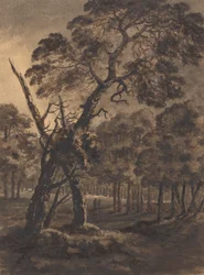 Skogscene