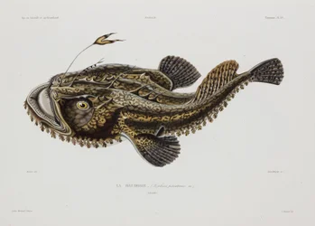 Angler fisk, Island, tidlig på 1800-tallet