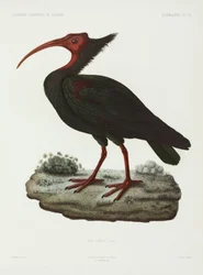 Skallet ibis, Algerie