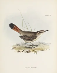Båndhalet jordkryper, Sør-Amerika, ca. 1832-1836