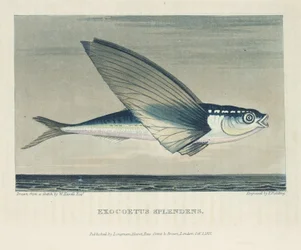 Flyvende fisk