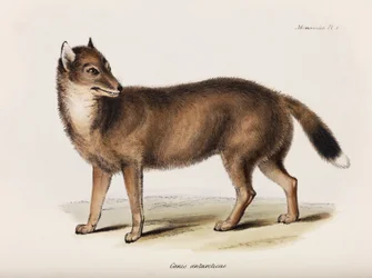 Fox, Falklandsøyene, ca 1832-1836