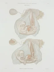 Gynekologi Menneskelig foster ved 40 dager, ca 1847-1859