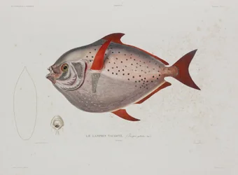 Månefisk, Island, tidlig på 1800-tallet