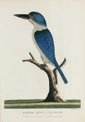 'Sacred King's Fisher', Australia, ca 1788