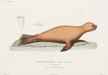 Sjøløve, Falklandsøyene