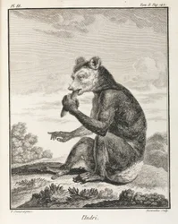 Indri - en type lemur, Madagaskar