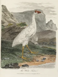'The White Fulica'
