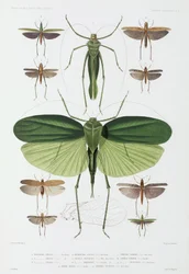 Typer av insekter, Tenerife og Indonesia