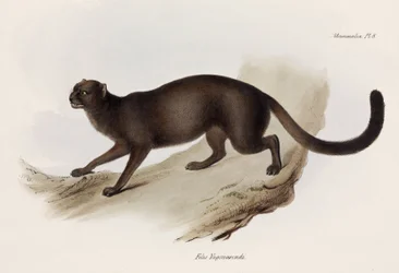 Vesel- eller oterkatt, Sør-Amerika, ca. 1832-1836