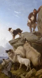 R.Ansdell, The Stray Sheep / maleri, 1868