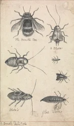 Den ydmyke bien og insekter