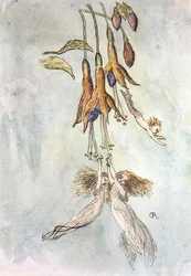 Feasting Amongst Fuscias (akvarell på papir)