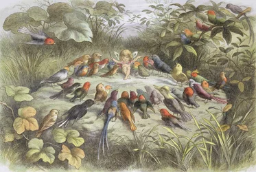 Musikkøvelse i eventyrland (illustrasjon fra quot;In fairy land. Pictures from the fairy worldquot;, av William Allingham og Andrew Lang