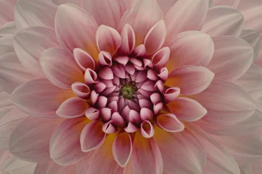 Levende rosa dahlia