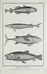 Cod, tuna, salmon and sturgeon, illustration from 