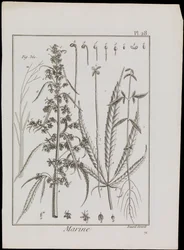 Marint diagram av blomster, ca. 1810 (gravering og etsning)