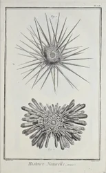 Urchins, illustrasjon fra 