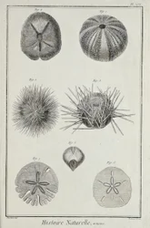 Urchins, illustrasjon fra 