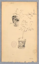 Tegning, Blomsterpotter, 1877