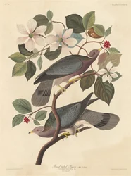 Båndhaledue, 1837.