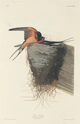 Barn Swallow, 1833.    1160323   no       norwegian Successfully Translated  Original: Portrait of a Woman, Said to Be Caritas Pirckheimer 1467-1532. Translat: Portrait of a Woman, Said to Be Caritas Pirckheimer 1467-1532. 1169830 no norwegian Successfully