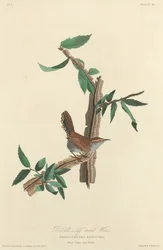 Bewicks langhalede gjerdesmett, 1827.