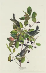 Svartsanger, 1832.