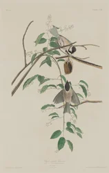 Svarthettemeis, 1833
