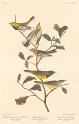 Svartstrupet grønnsanger, svartsanger og sørgesanger, 1837.