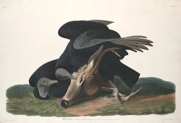 Svart gribb, 1831