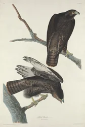 Svart kriger, 1830.