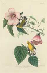Blåvinget gulsanger, 1827.