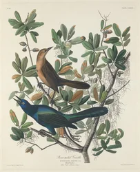 Båthaletrupial, 1834.